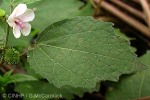 Urena Weed (Urena lobata)