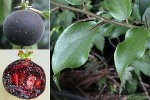 Enlarged Image of 'Dovyalis hebecarpa'