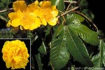 Enlarged Image of 'Cochlospermum vitifolium'