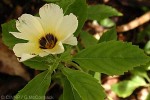 Enlarged Image of 'Turnera subulata'
