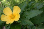 Enlarged Image of 'Turnera ulmifolia'