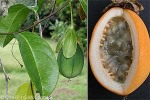 Enlarged Image of 'Passiflora laurifolia'