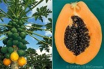 Enlarged Image of 'Carica papaya'
