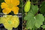 Enlarged Image of 'Luffa cylindrica var. insularum'