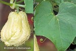 Choko (Sechium edule)