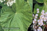 Enlarged Image of 'Begonia popenoei'