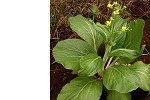 Enlarged Image of 'Brassica rapa chinensis'