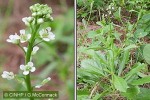 Enlarged Image of 'Lepidium bidentatum'