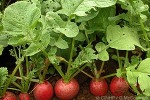 Radish (Raphanus sativus)