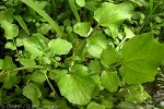 Enlarged Image of 'Rorippa nasturtium-aquatica'