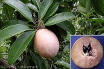 Enlarged Image of 'Manilkara zapota'