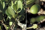 What Am I? Click to display answer!