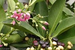 Inkberry (Ardisia elliptica)