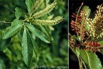 Enlarged Image of 'Weinmannia samoensis'
