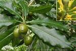 Enlarged Image of 'Pittosporum rarotongense'