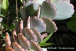 Enlarged Image of 'Hylotelephium sieboldii ?ID'