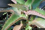 Devil's-backbone (Bryophyllum daigremontianum)