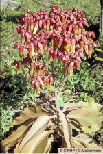 Enlarged Image of 'Byophyllum gastonis-bonnieri'