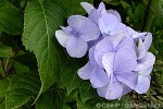 Enlarged Image of 'Hydrangea macrophylla'