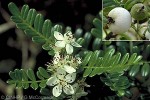 Enlarged Image of 'Osteomeles anthyllidifolia'