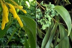 Black Wattle (Acacia auriculiformis)