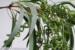 Leptocarpa (Acacia leptocarpa)