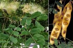 Enlarged Image of 'Albizia lebbeck'