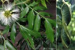 Inga / Ice-cream Bean (Inga ynga)