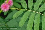 Giant Sensitive-weed (Mimosa invisa)