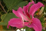 Hongkong Orchid-tree (Bauhinia X blakeana)