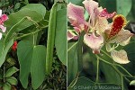 Enlarged Image of 'Bauhinia monandra'