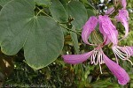 Enlarged Image of 'Bauhinia purpurea'