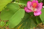 Variegated Orchid-tree (Bauhinia variegata</I>)