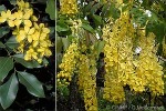 Enlarged Image of 'Cassia fistula'
