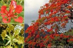 Flamboyant (Delonix regia)