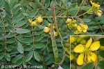 Enlarged Image of 'Senna siamea'