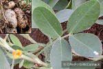 Enlarged Image of 'Arachis hypogaea'