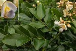 Enlarged Image of 'Callerya australis'