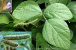 Enlarged Image of 'Calopogonium mucunoides'