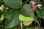 Enlarged Image of 'Canavalia cathartica'