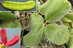 Enlarged Image of 'Canavalia sericea'
