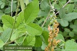 Enlarged Image of 'Crotalaria pallida'