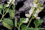 Enlarged Image of 'Crotalaria verricosa'