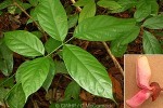 Enlarged Image of 'Derris malaccensis'