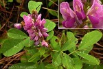 Enlarged Image of 'Desmodium heterocarpon'