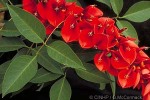 Cockspur Coral-Tree (Erythrina crista-galli)