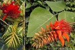 Coral Tree (Erythrina variegata)