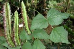 Enlarged Image of 'Psophocarpus tetragonolobus'
