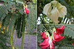 Enlarged Image of 'Sesbania grandiflora'