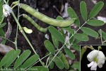 Enlarged Image of 'Tephrosia purpurea'